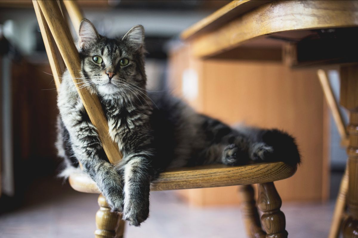 Sitting Cat