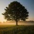 Psychosynthesis Coaching